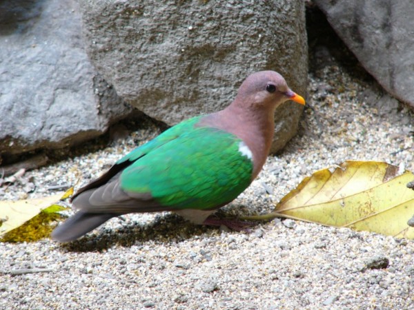 Green Dove Wallpapers HD Pictures