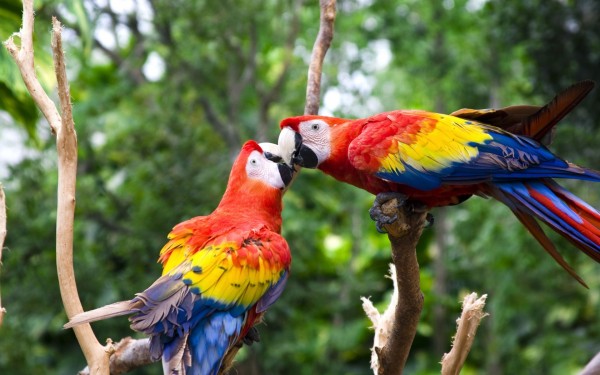 Love Couple Parrot Kiss Wallpapers HD Pictures