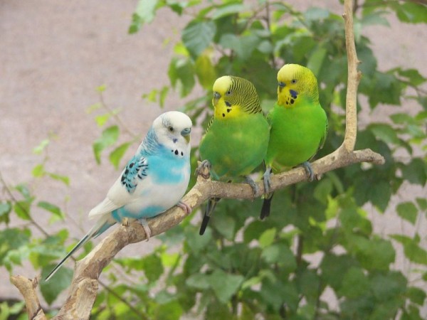 Lovely & Pretty Parrot Wallpapers HD Pictures