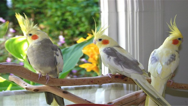 Loving Cockatiel Parrot Wallpapers HD Pictures