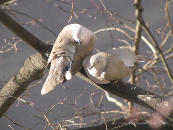 Loving Dove Couple Wallpapers HD Pictures