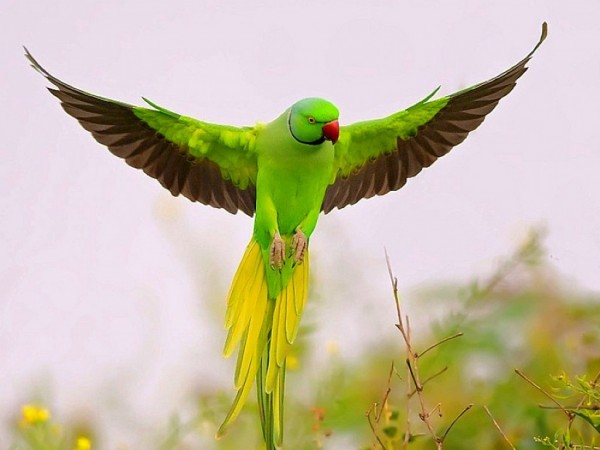 Parrot HD Wallpapers Desktop Pictures