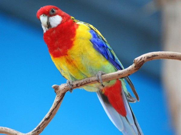 Parrot Wallpapers HD Pictures