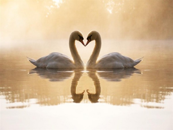 Swan Couple Love Wallpapers HD Pictures