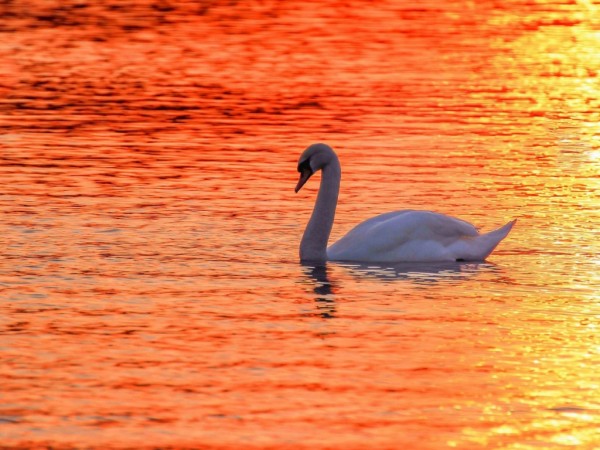 Swan Swimming in Water Sunset Wallpapers & Pictures