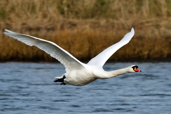 Swan in Flight Flying Wallpapers HD Pictures
