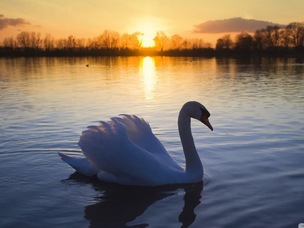 Swan in Lake Wallpapers HD Pictures