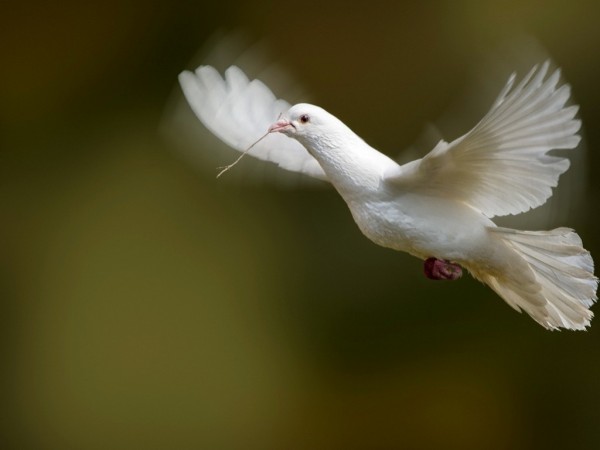White Dove Flying Wallpapers HD Pictures