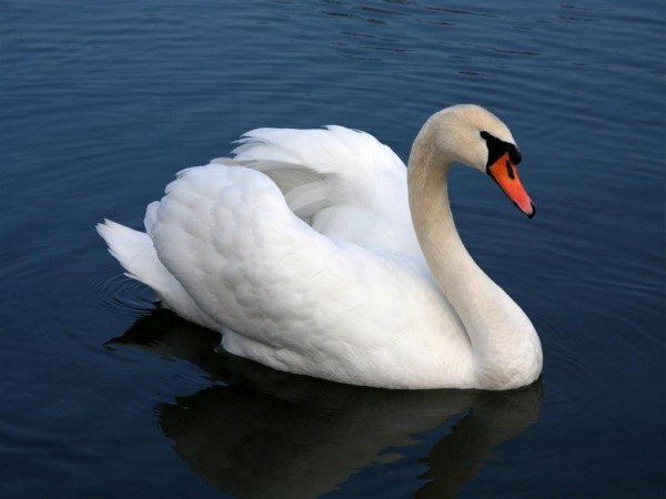 White Swan Wallpapers HD Pictures