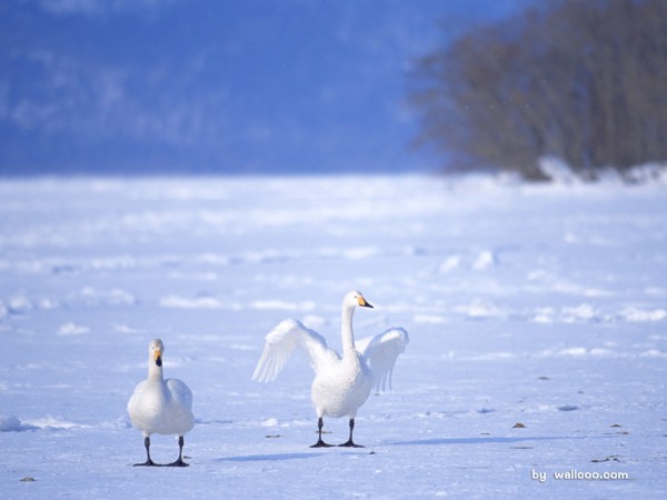 White Swan in Snow Wallpapers HD Pictures