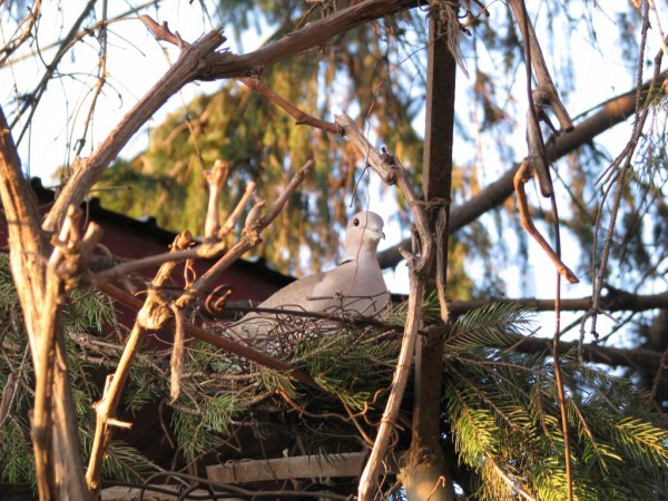 beautiful Dove in Nest Wallpapers HD Pictures