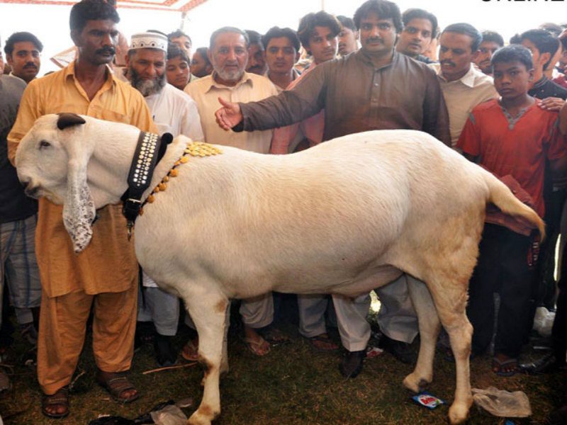 Bakra Eid Mubarak Wallpapers HD Pictures