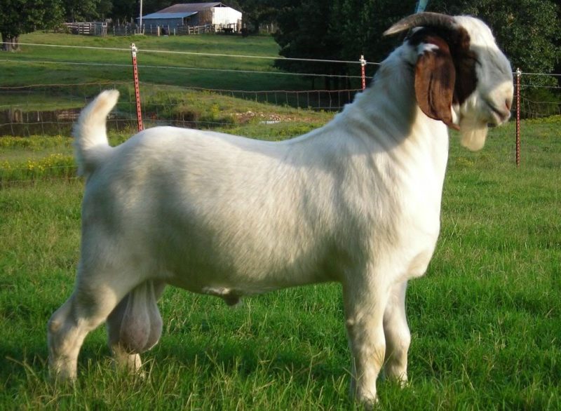 Bakra Eid 2016 Wallpapers HD Pictures