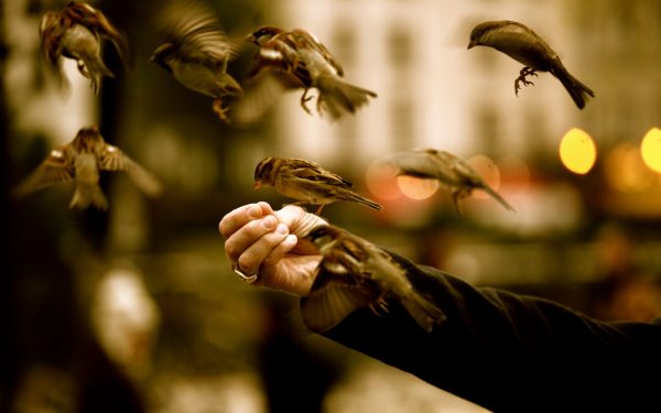 Bird Wallpaper