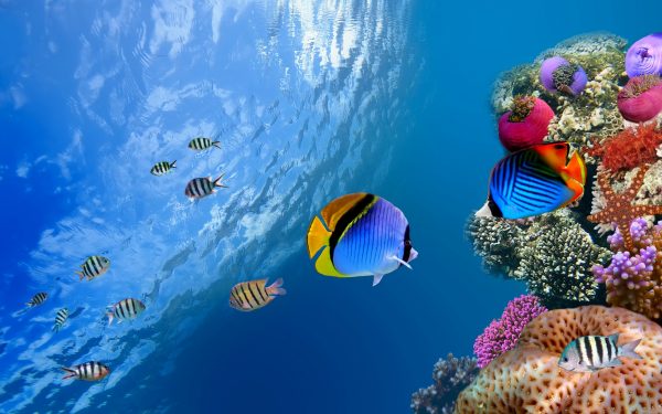 Fish Wallpaper