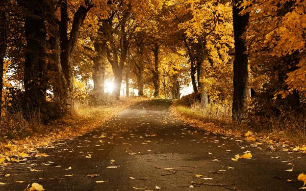 Full HD Autumn Wallpapers & images