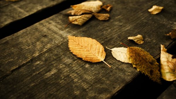 Leaf Wallpaper