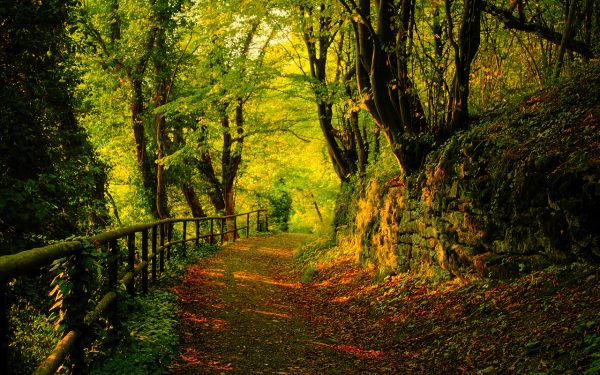 Nature Wallpaper